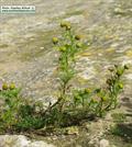 Matricaria